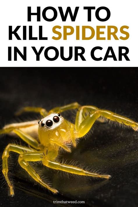 5 Ways to Get Rid of Spiders in Your Car
