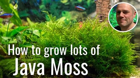 How to make java moss green?