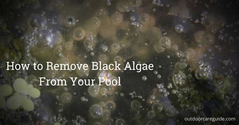 Black Algae in Your Pool? Follow These 5 Simple Steps