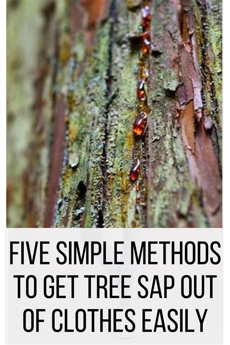 How to remove tree sap from clothes (and skin) PINE SAP is the villain of the show YouTube