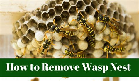 How to remove wasps nest around a window frame Wasp Control Services
