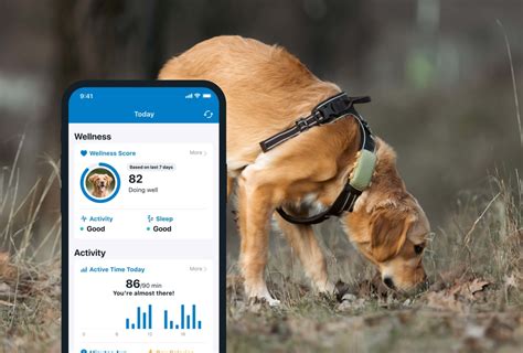 Tractive GPS Cat Tracker Review [2023 Upd.] Is it Any Good?