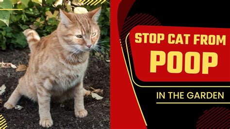 How do I stop a cat from pooping in my yard? [ Detailed Answer ]