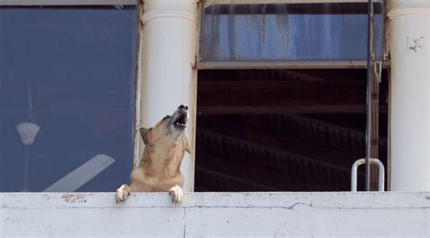 How To Stop A Dog Howling When Left Alone Dog Corner