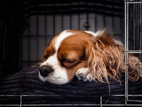 Puppy Barking in Crate How to Stop + What