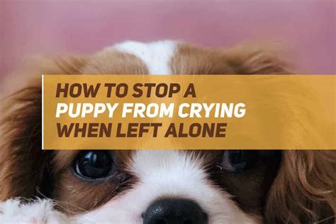 How Do I Stop My Puppy From Crying When Left Alone