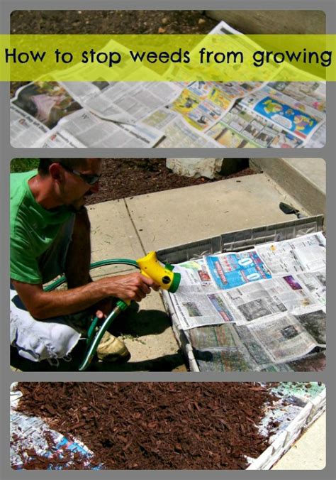How to Stop Weeds From Growing Through Mulch Garden mulch, Mulch landscaping, Black mulch