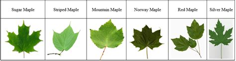 How to Save a Dying Maple Tree (And How to Identify Maple Decline) The Practical Planter