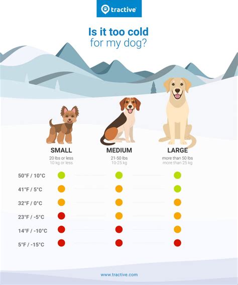 How Do I Know If My Dog Is Feeling Cold