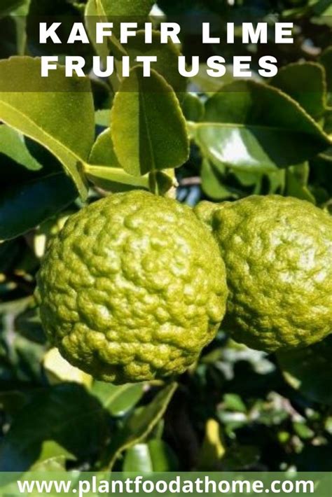 What can I use the Kaffir Limes leaves & fruit for? Exotica NZ