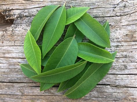4 Health Benefits of Lemon Myrtle Oil (And How to Use It) Mudbrick Herb Cottage