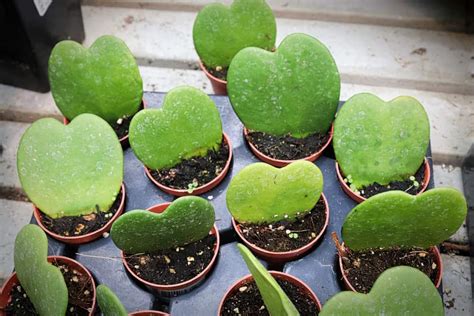 Hoya Kerrii Guide How to Care for a Sweetheart Plant Backyard Boss