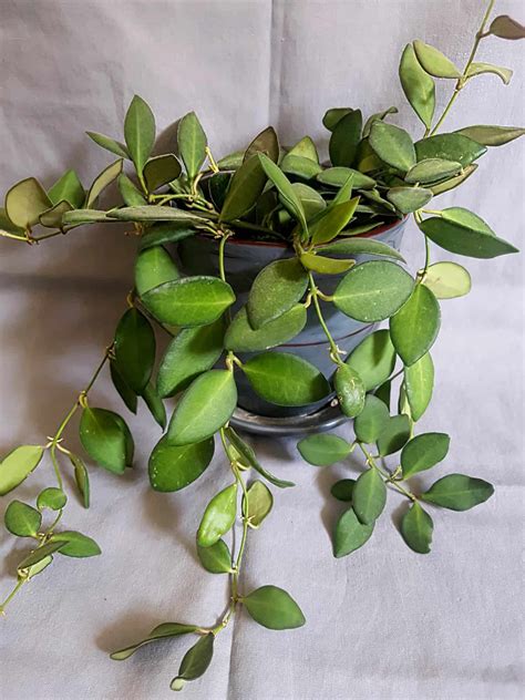 hoya news article on hoya plants