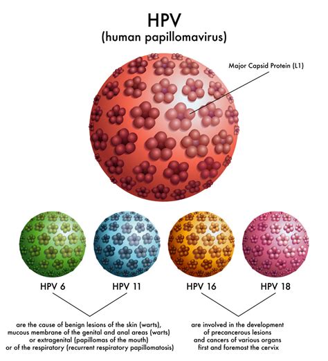 hpv 16 hpv 18