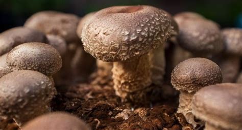 hpv treatment shiitake mushrooms
