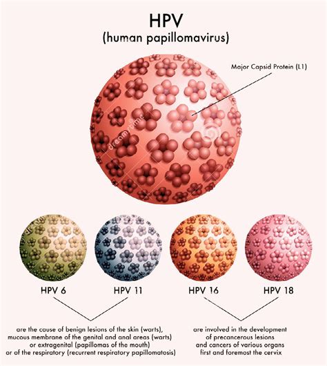 hpv virus and cervical cancer