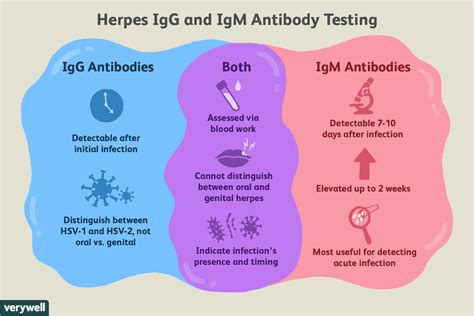hsv 2 igg type spec meaning