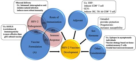 hsv 2 vaccine progress