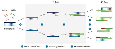 hsv type 1/2 dna real time pcr