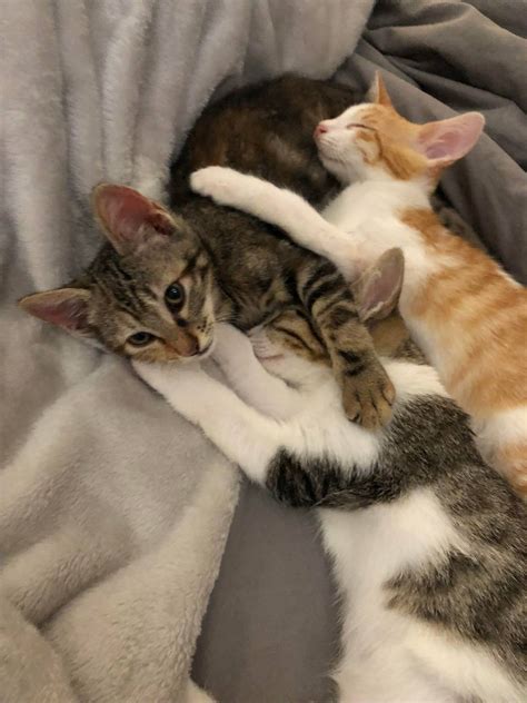 https www.reddit.com r thecuddlepuddle comments 8g0gsq netflix_and_cuddle