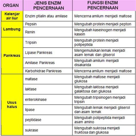 Hubungan yang Tepat Antara Enzim dan Fungsinya