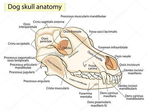 Download Open Craneo Del Perro Y Sus Partes PNG Image with No