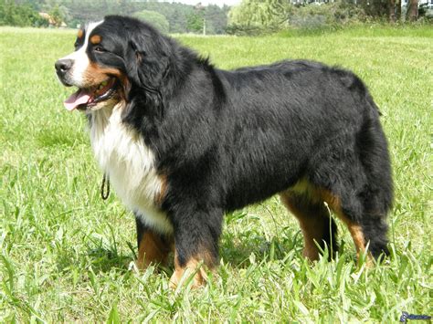 huge bernese mountain dog