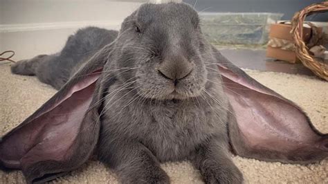 huge lop eared rabbit