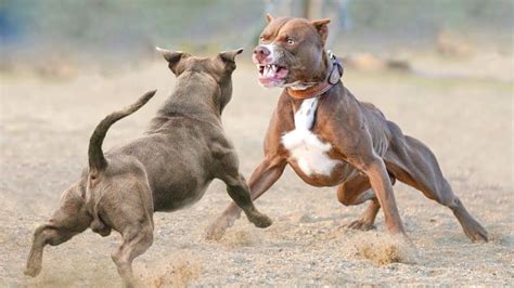 huge pit bulls fighting