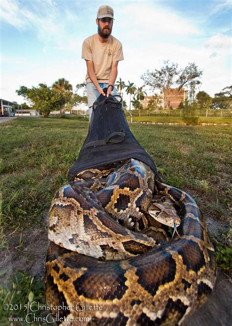 huge python in florida