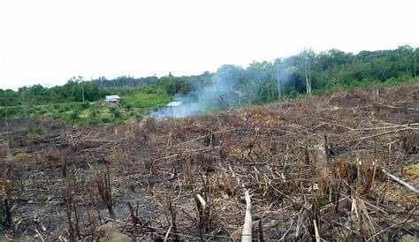 La Deforestation Massive En Indonesie Pour La Production D Huile De