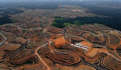 Huile De Palme Deforestation Indonesie forestation En Un Geant L Fait Un