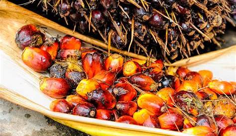 Huile De Palme Fruit A Coque Palm Oil Resolving The Controversy Cirad