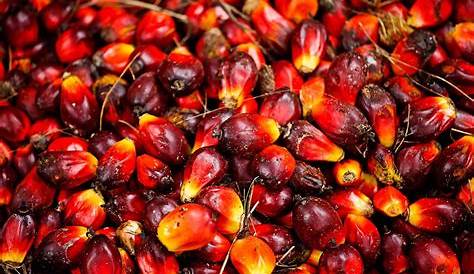 What Is Palm Oil