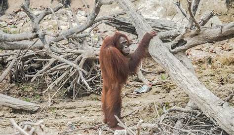 L Orang Outan Victime Durable De L Huile De Palme Sauvons La Foret