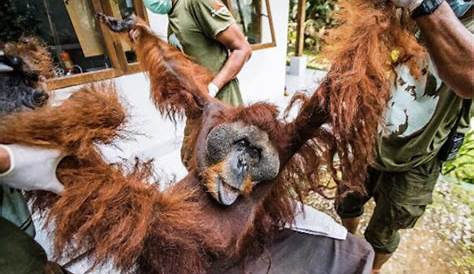 Huile De Palme Singe Association Gorilla Rescue Center