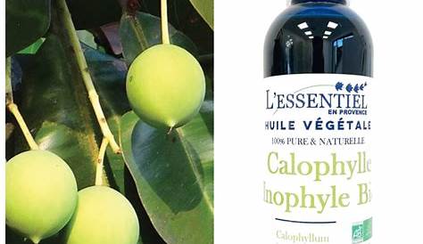 Huile Vegetale Calophylle Inophyle De Bio Pour Visage