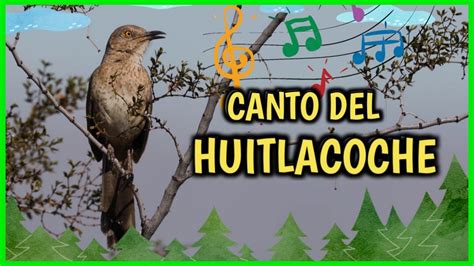 huitlacoche pajaro canto