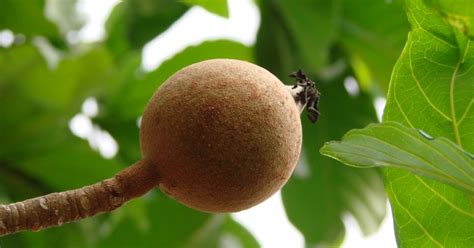 huito fruit growing condition