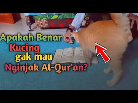 Hukum Jual Beli Kucing Dalam Al Quran