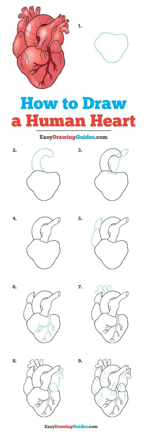 How to draw human heart step by step easy way of heart