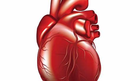 Human heart clipart. Free download transparent .PNG | Creazilla