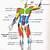 human muscle chart anatomy chart