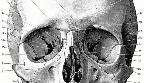 Printable Coloring Pages | Skull anatomy, Human skull anatomy, Anatomy art