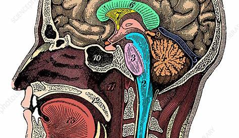 Human Skull: Anatomy And Physiology