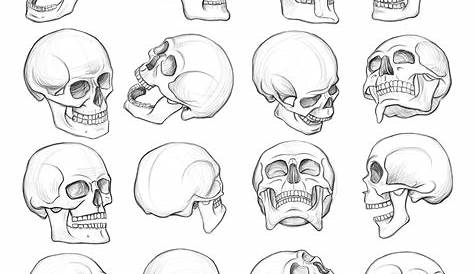 Human Skull Drawing Reference at PaintingValley.com | Explore