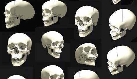 Pin by Sarah Deceuninck on Drawing Ref | Skull reference, Human figure