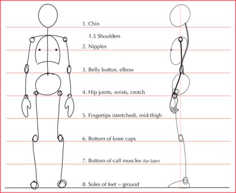 Human Anatomy Drawing