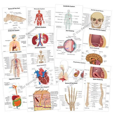 Human Anatomy Flashcards Printable