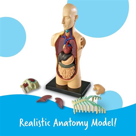 Human Anatomy Model Learning Resources